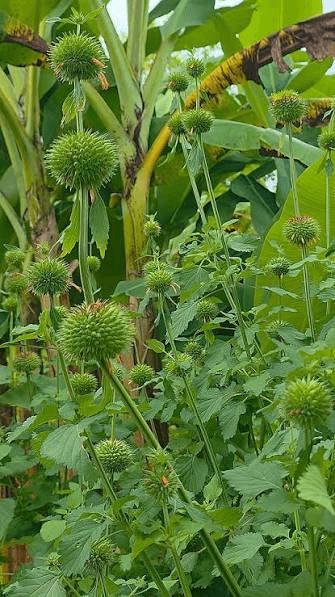 Cerasee plant growing in a tropical Portland garden