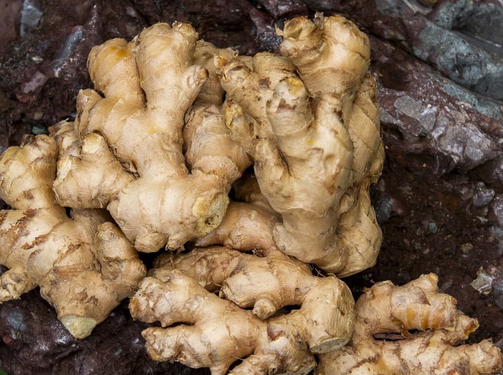 Fresh ginger roots on a natural stone surface