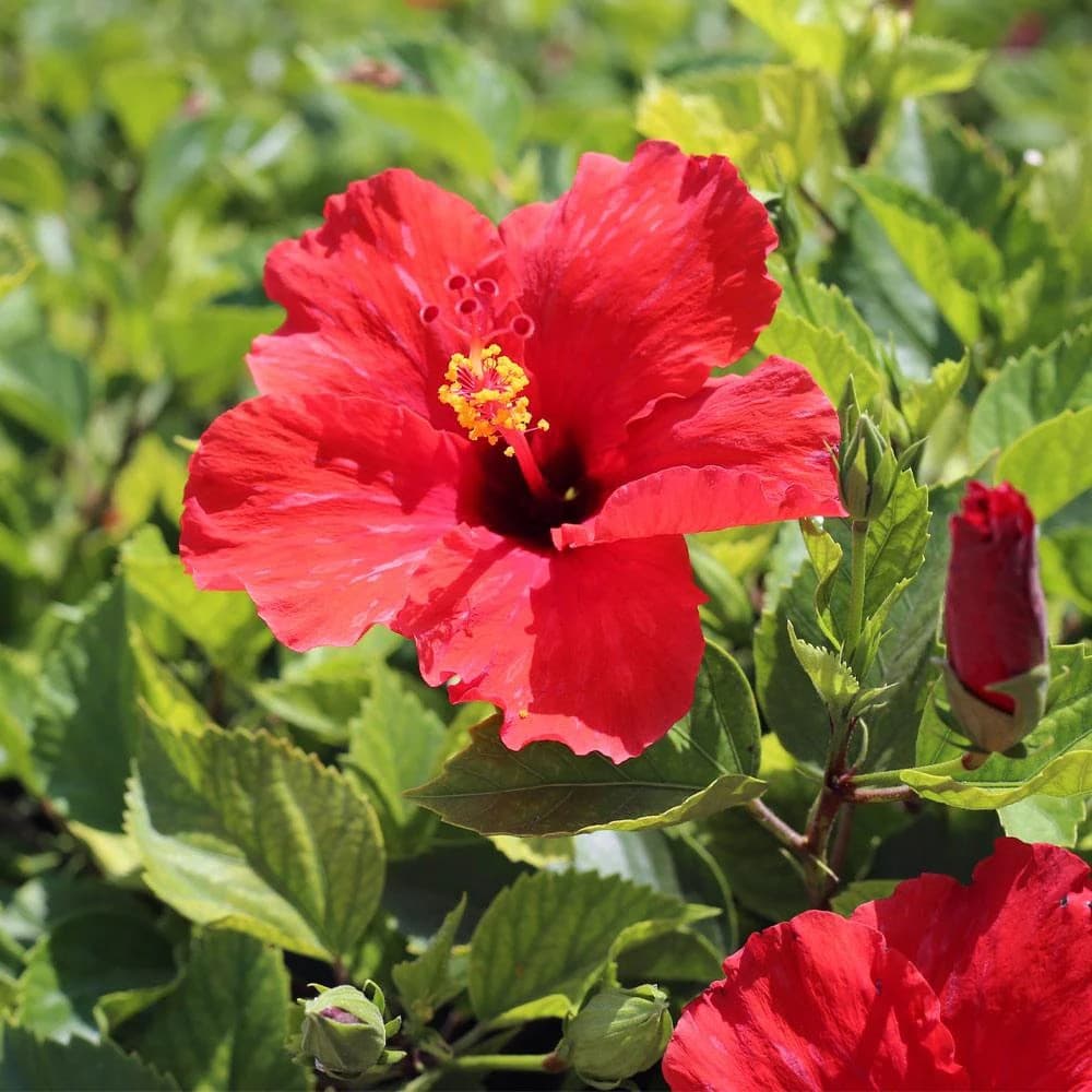 Bright red hibiscus blossom