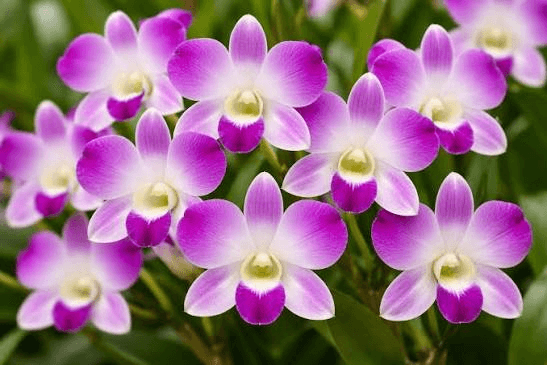 Purple and white tropical orchids in bloom