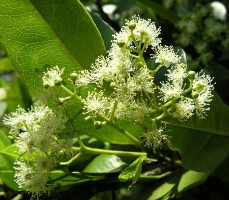 White pimento blossoms and green leaves on a tree
