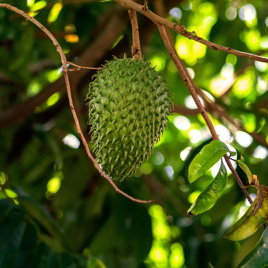 Green soursop fruit hanging from a tree