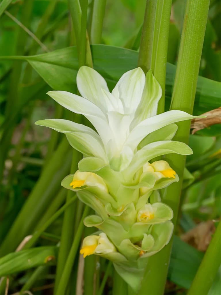 Turmeric flower spike with yellow blossoms among green leaves